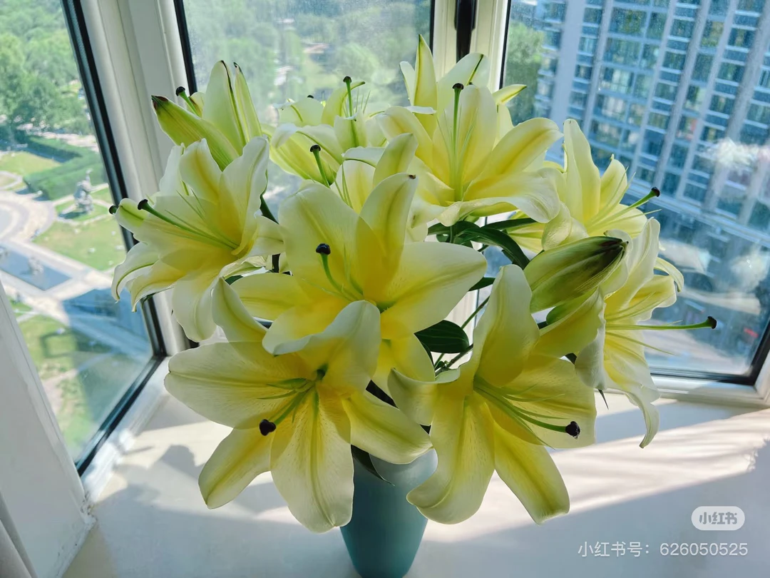 东北基地直发黄色香水百合芳香四溢适合居家水养插花