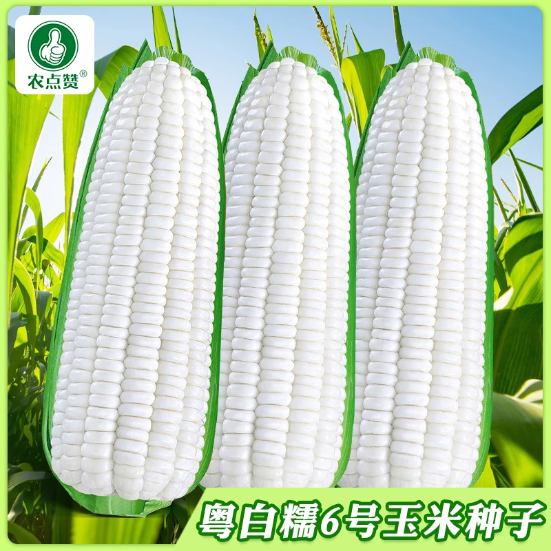 【白甜糯玉米种子正】厂家正品水果奶油白玉米种籽鲜食玉米种