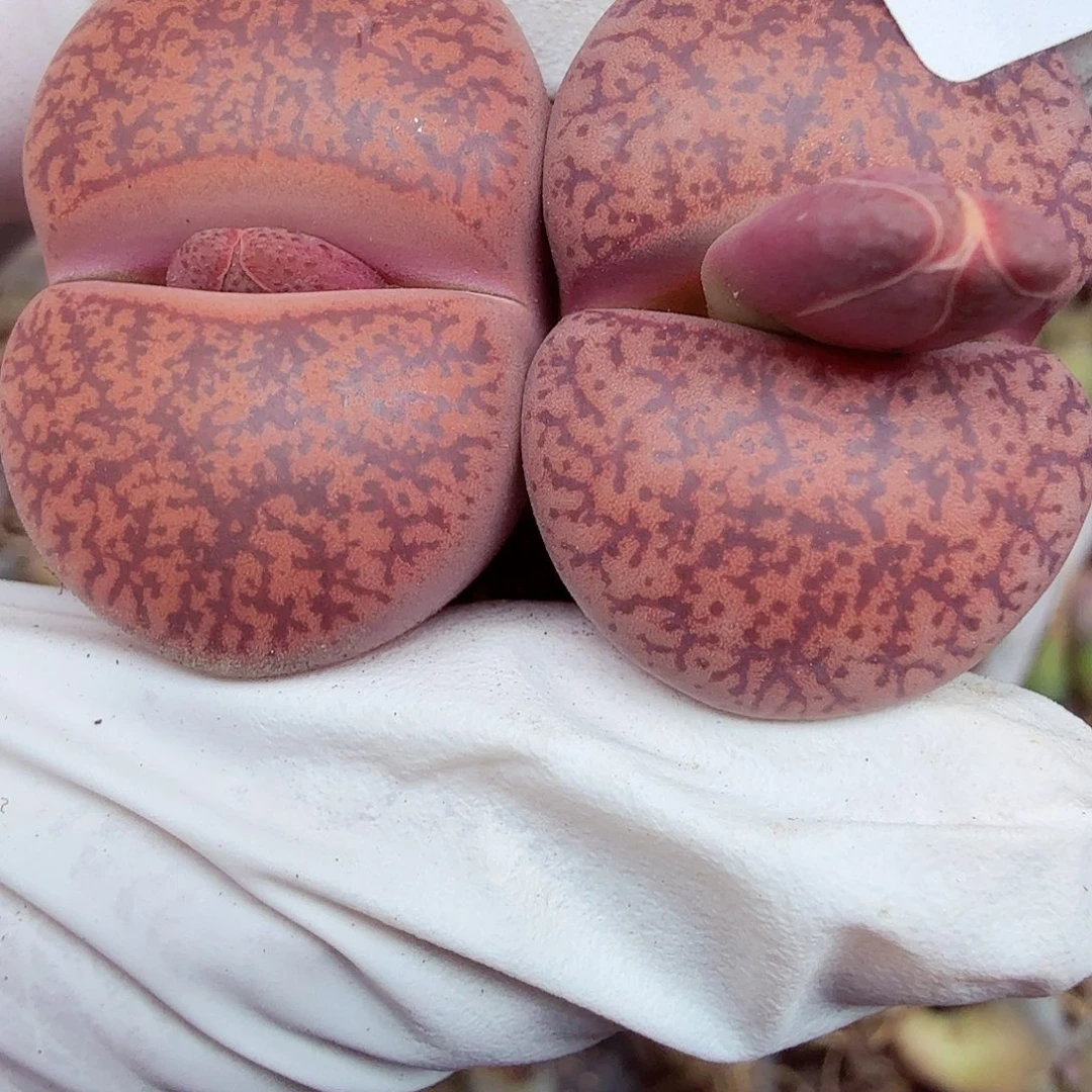 这个点睡一回是160哈哈