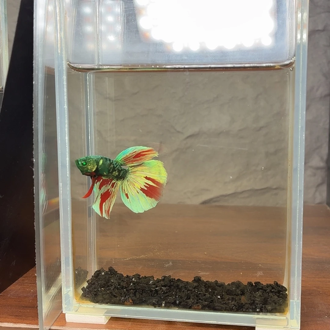 斗鱼绿魔半月公鱼