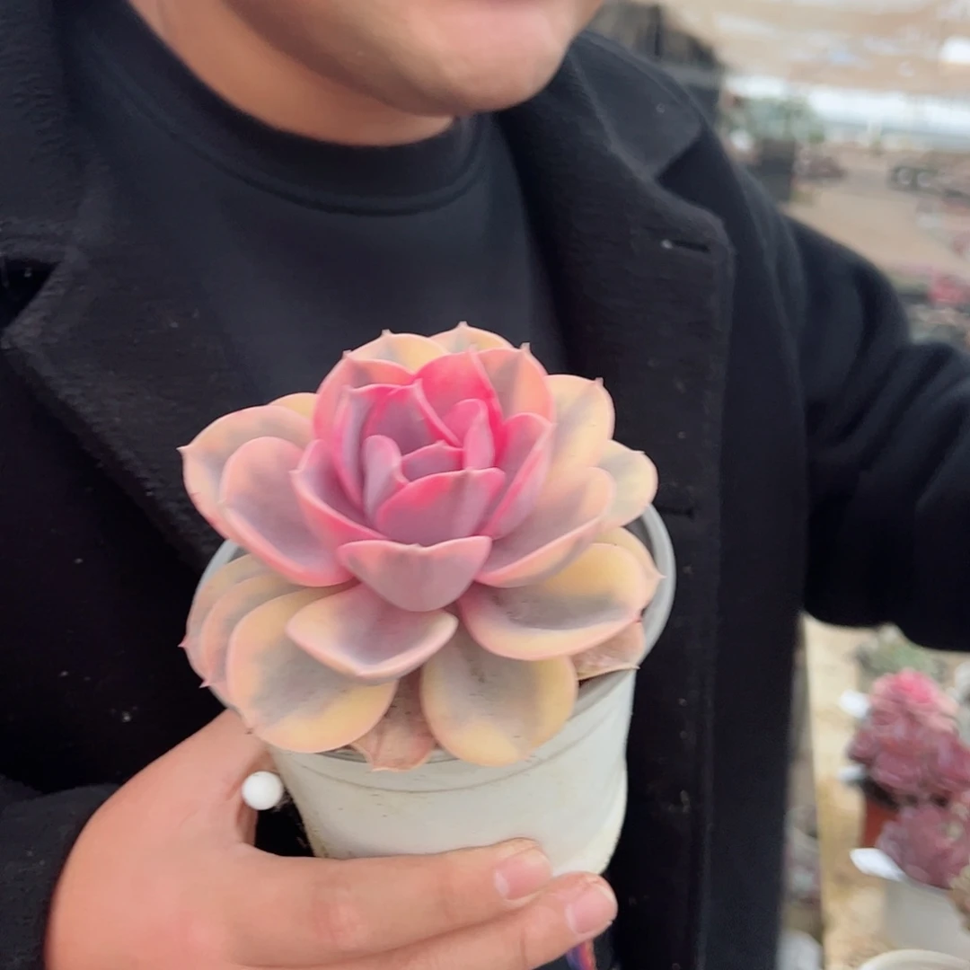 彩虹精品多肉植物