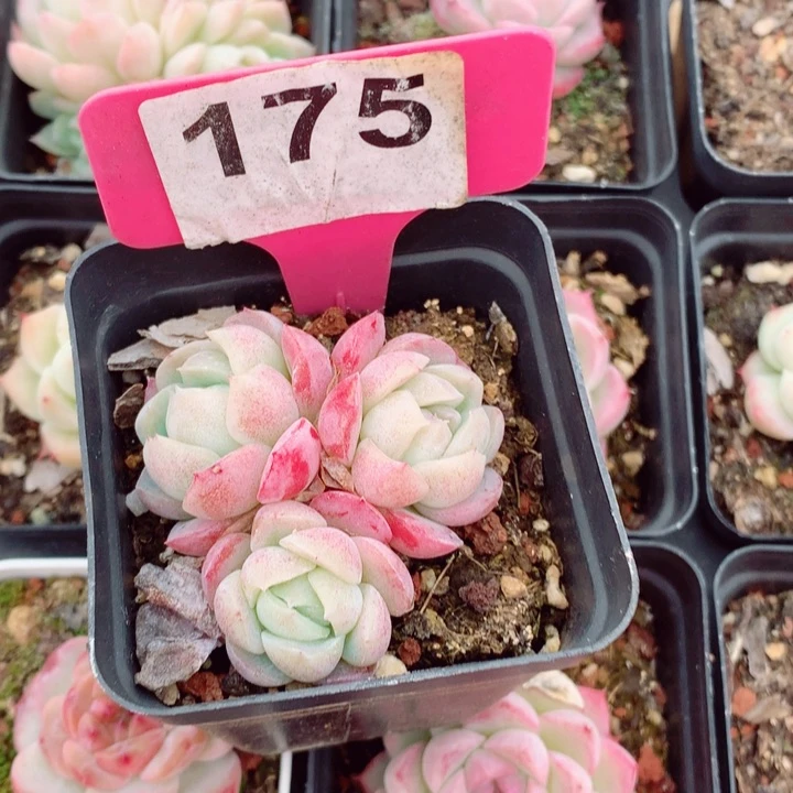 福利多肉植物4cm