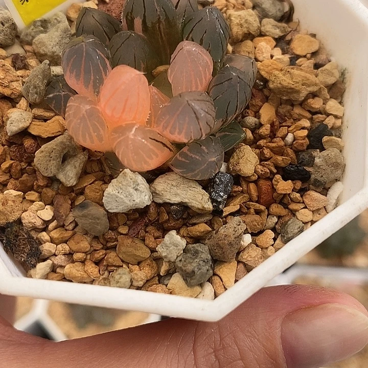 492霓虹灯玉露锦一物一拍