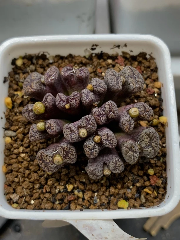 勋章14头，一物一拍，0下保温箱！