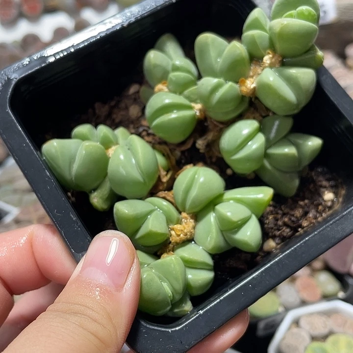 大部分花苞少量开放秋琴玉带盆土
