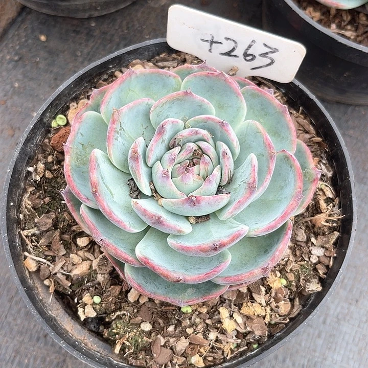 晨语多肉一自拍263