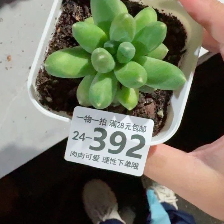 千代田多肉多肉无盆土发货无盆土