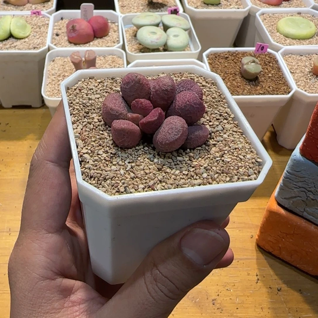 红陶小*我们的目标就是成为更优秀更优秀更优秀