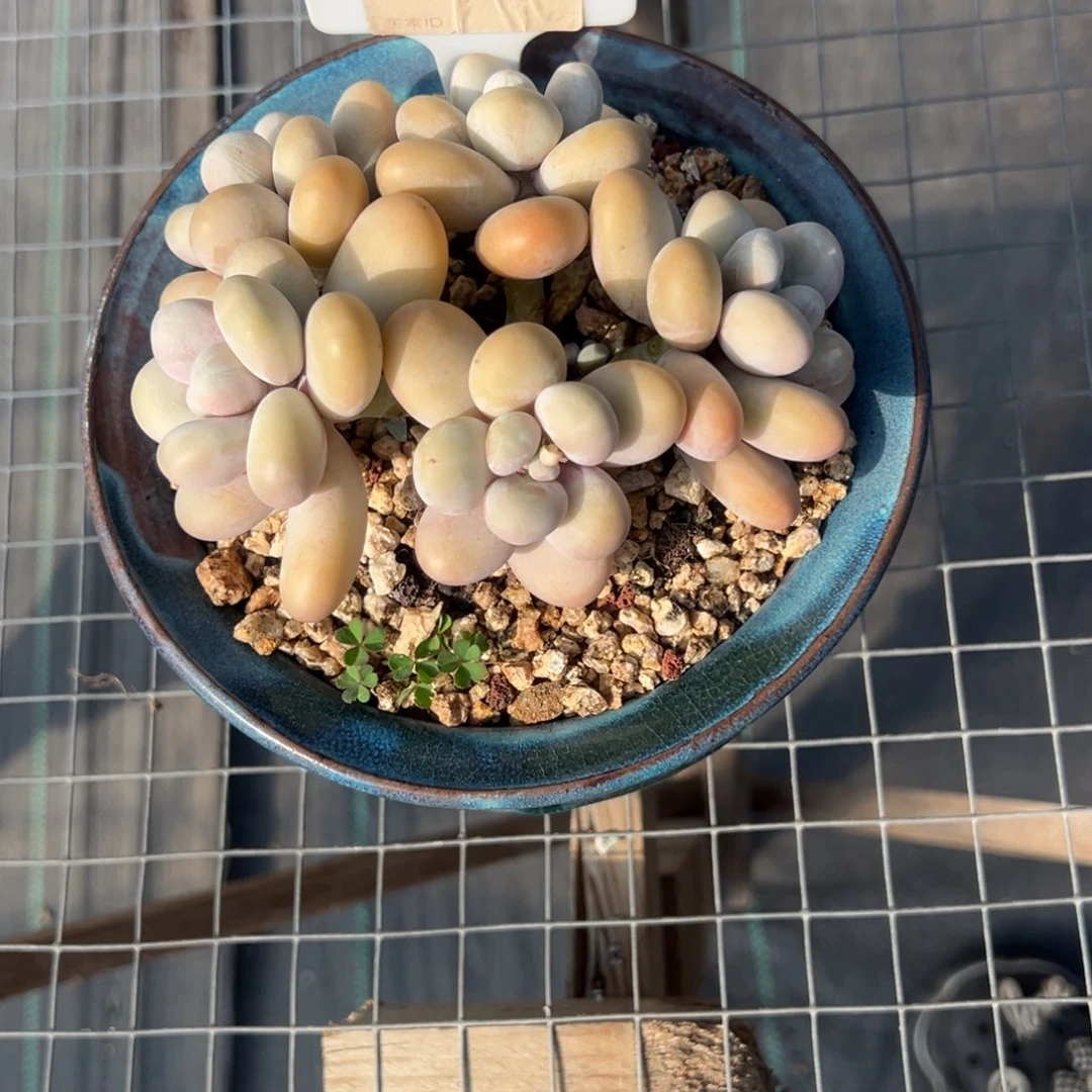 W****b139多肉植物啊啊啊
