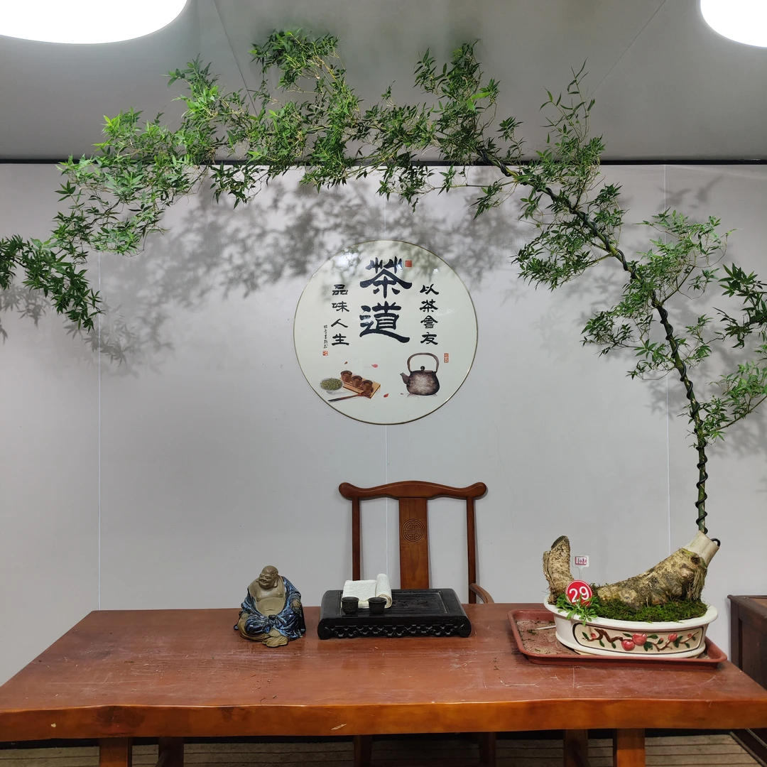 月亮湾大长飘小叶簕竹茶空间网红竹小叶簕竹高端盆景