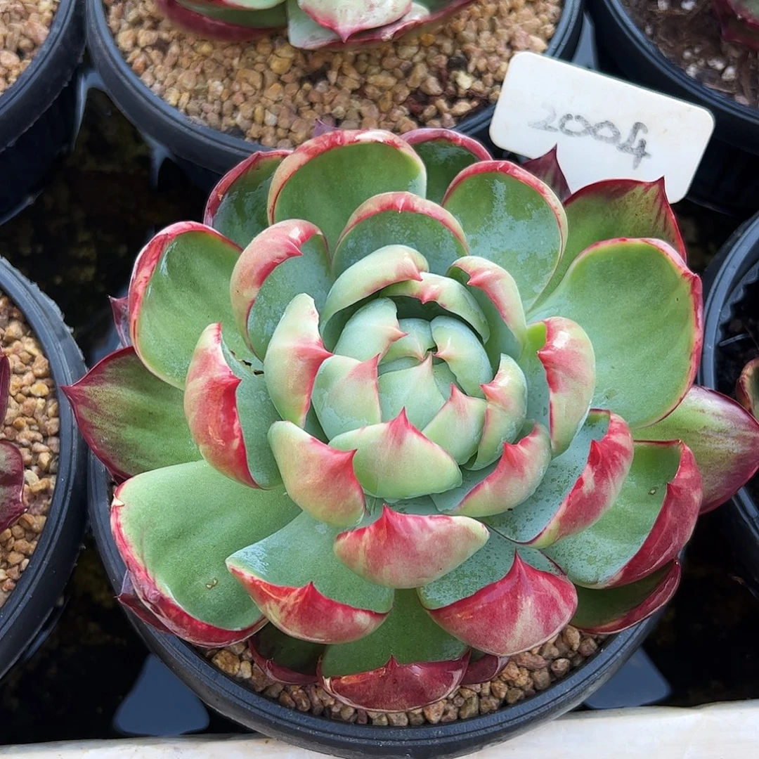 惊鸿仙子一物一拍2004号