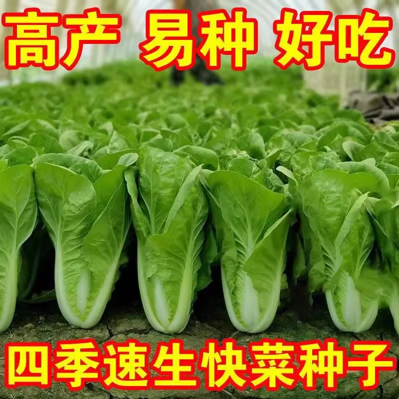 四季速生奶油快菜种子四季蔬菜种籽早熟阳台盆栽耐热奶油快菜