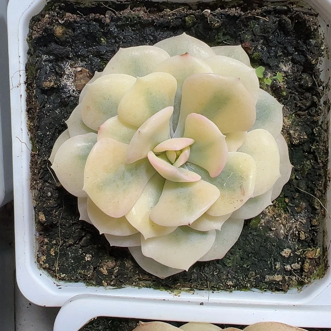 满38包邮血精灵锦