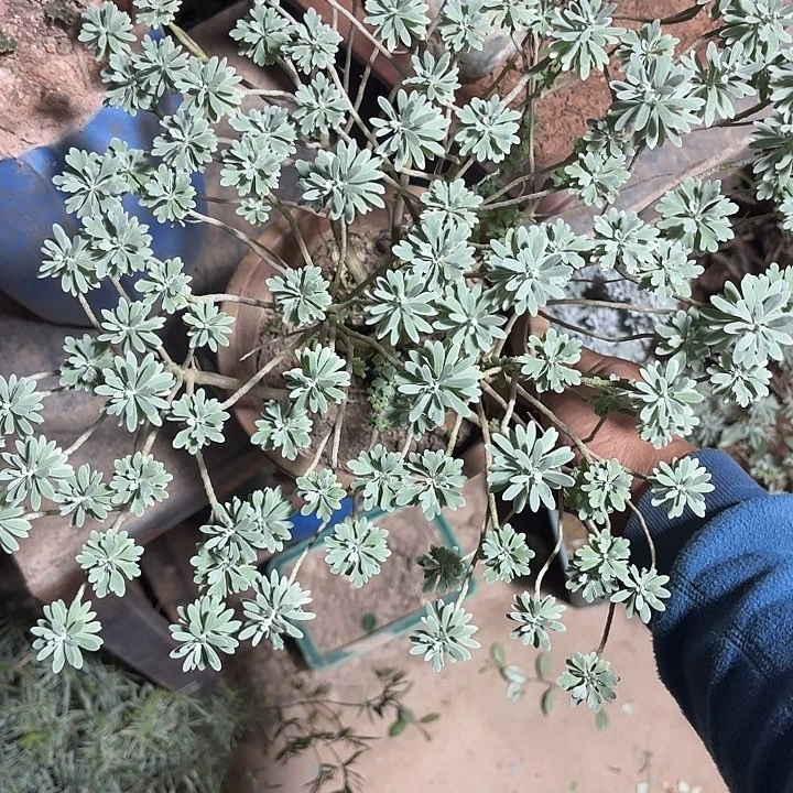 掠***者无花朵带土球发货