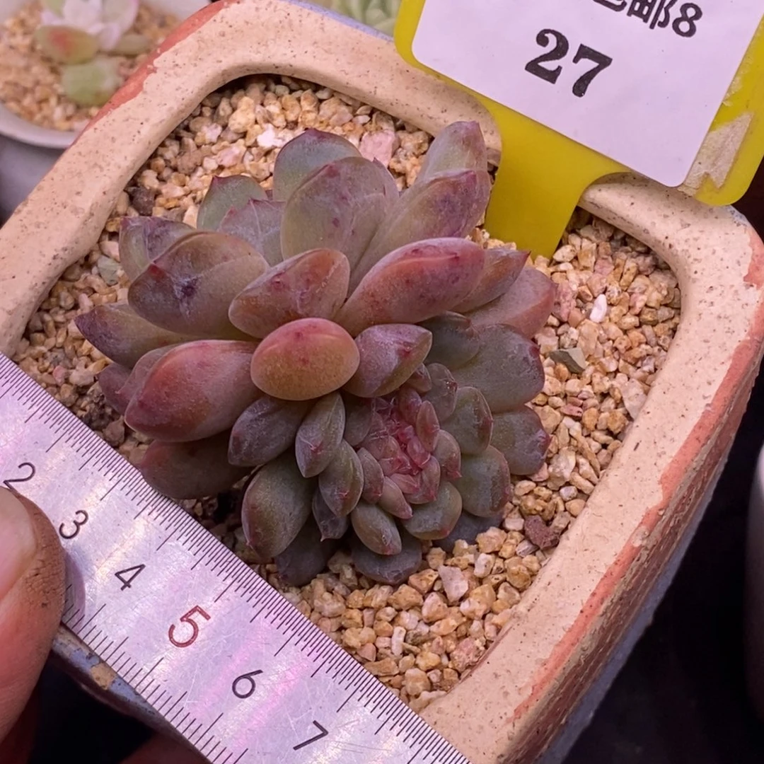 827精控红恋缀化…………