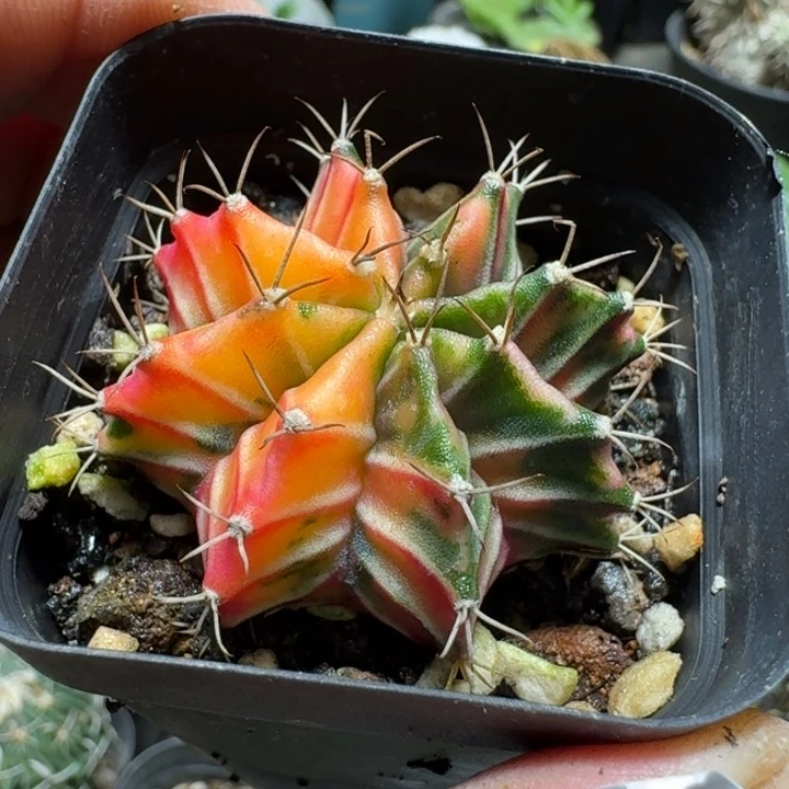 719米哈杂交锦脱土发货实生