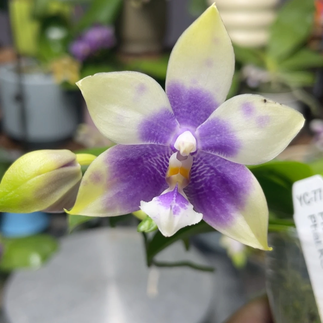 完全开放双11特惠