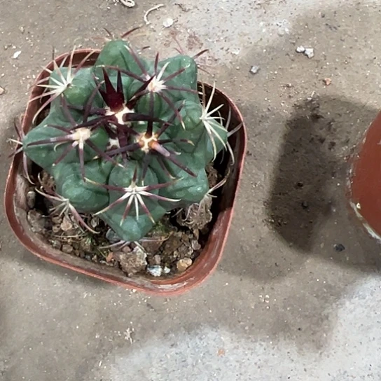 艾*克实生大红英46777889