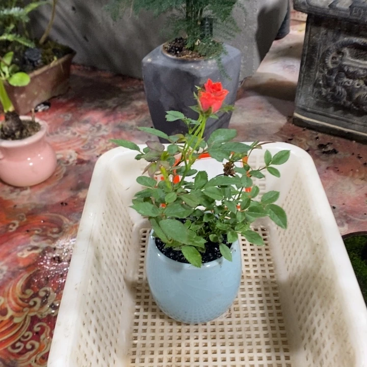 铭***妹无花朵一物一拍33