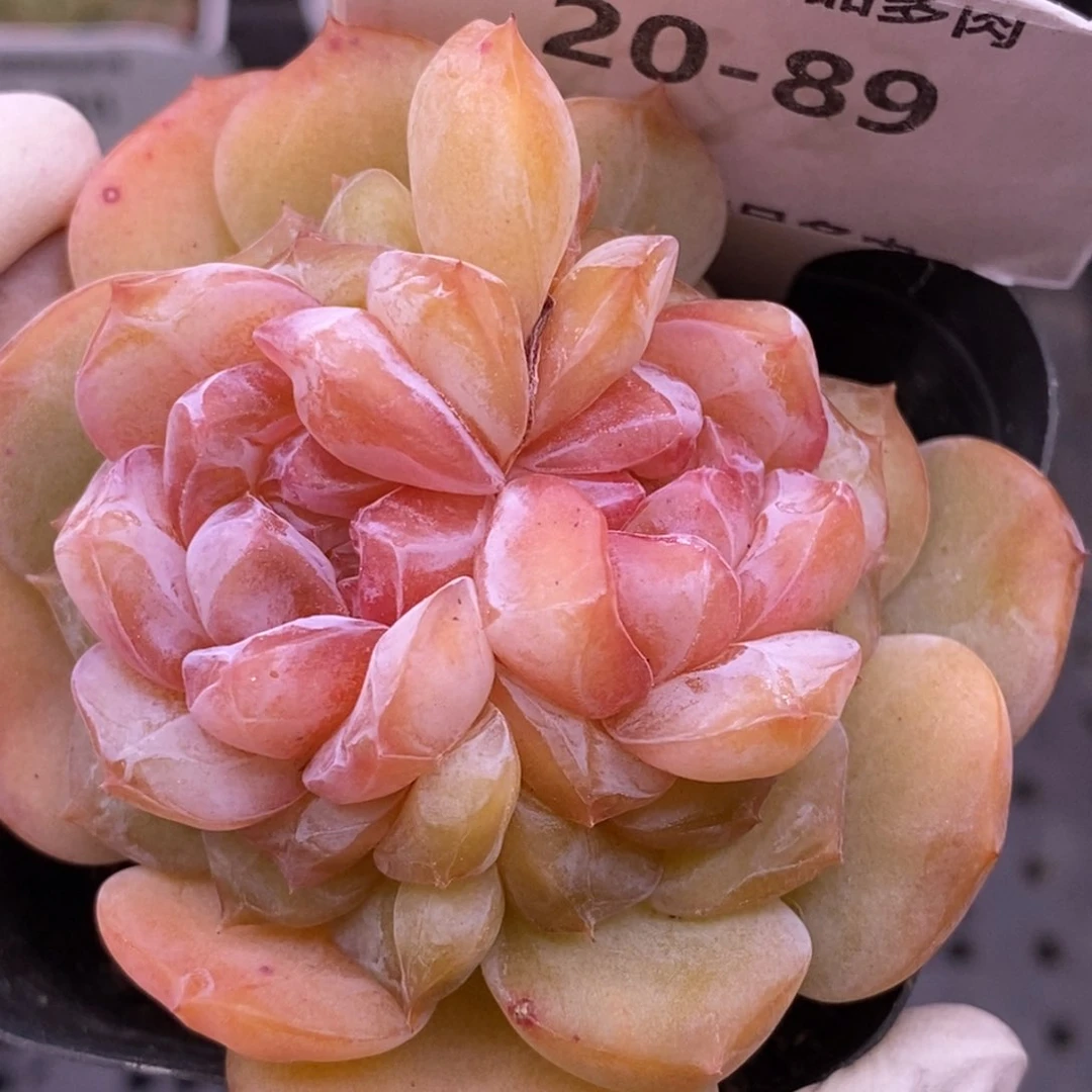 【闪购商品】20-89