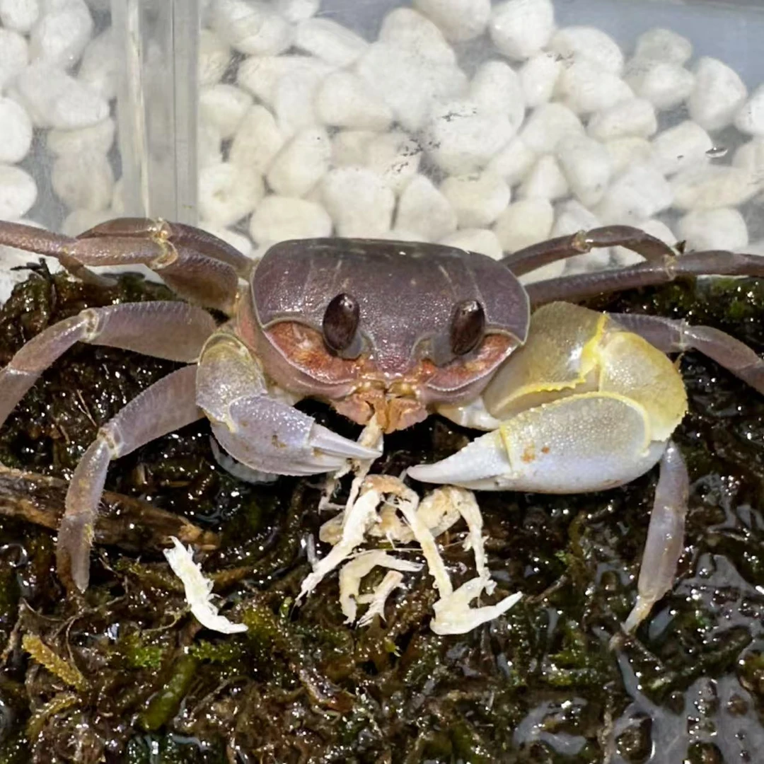 虾米蟹宠饲料蟹零食