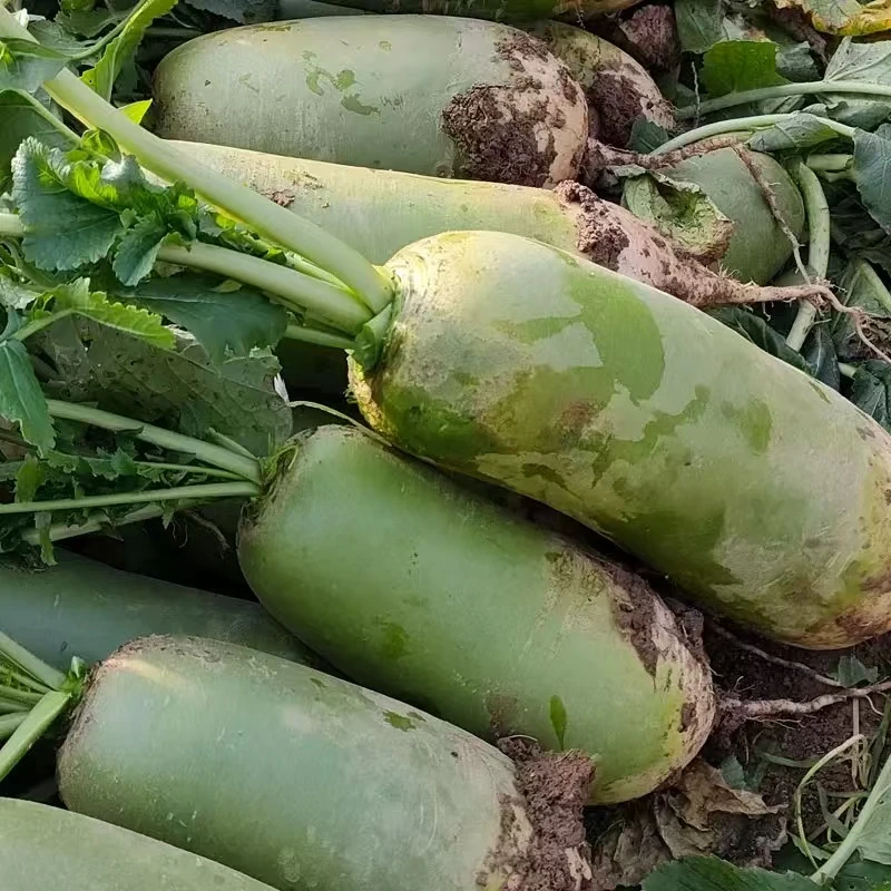 【5斤净重】辣萝卜非水果萝卜蔬菜青萝卜青皮脆萝卜老品种白萝卜