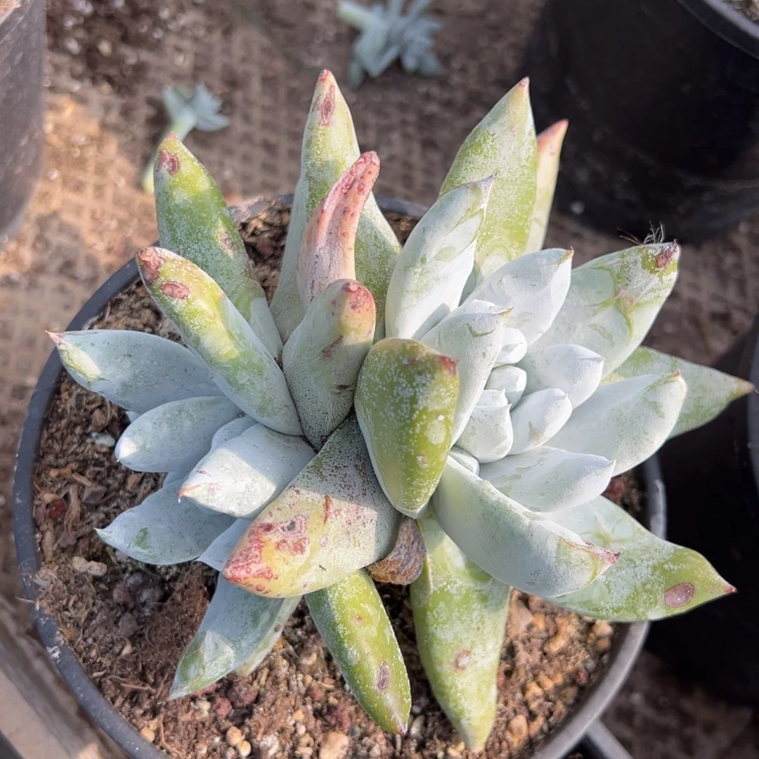 2268双头拇指哈哈哈哈哈哈