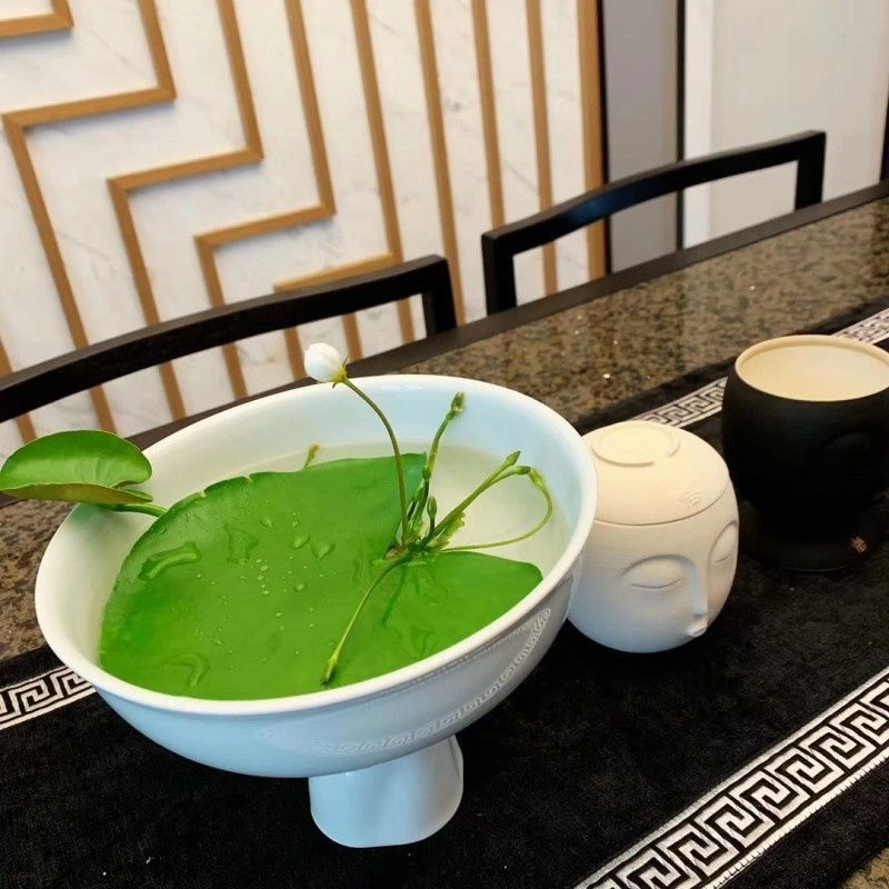 一叶莲水培植物带花苞碗莲水生睡莲金银莲四季荷花四季开花鱼虾缸