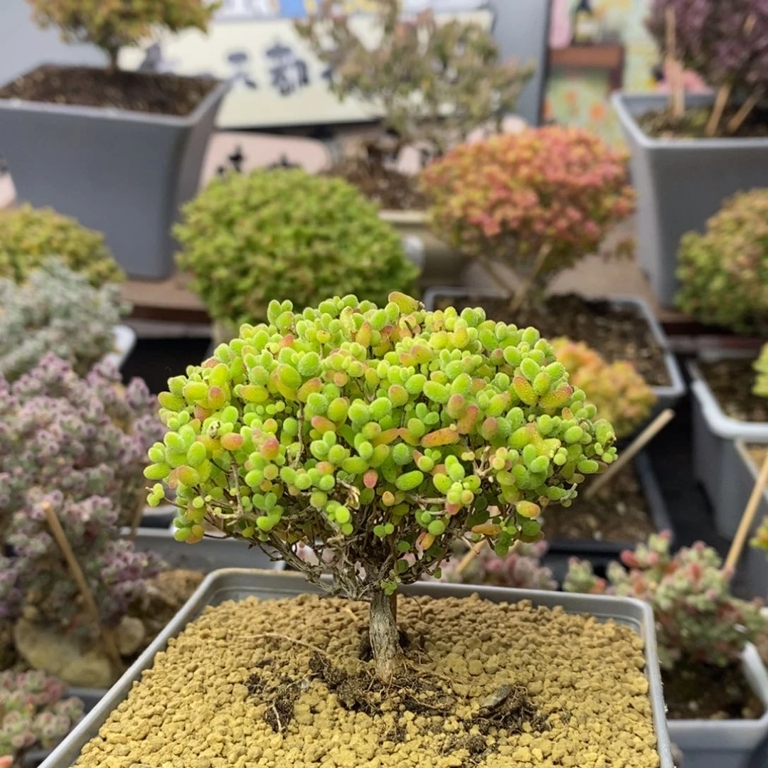 013蜜橘糖球枝干番杏