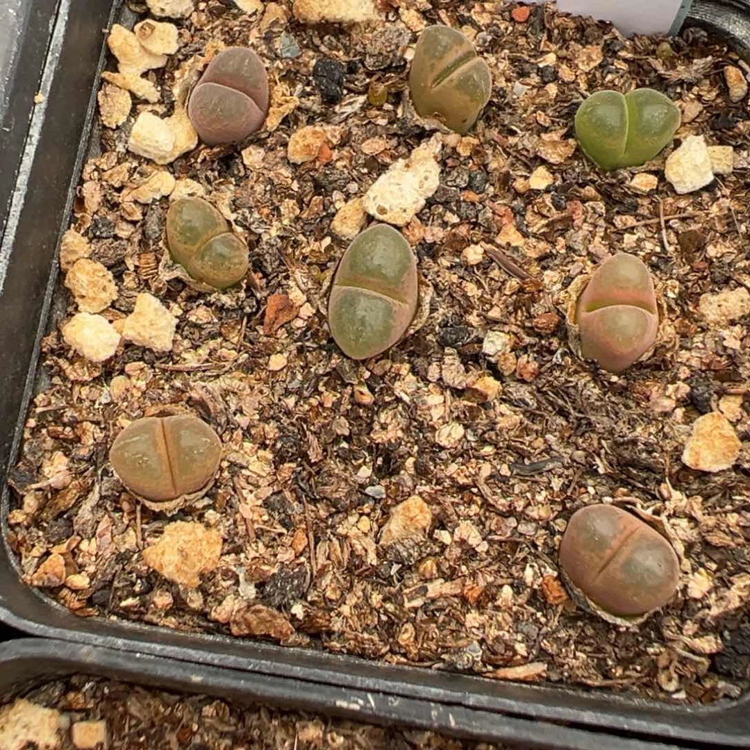 5-158肉锥多肉植物