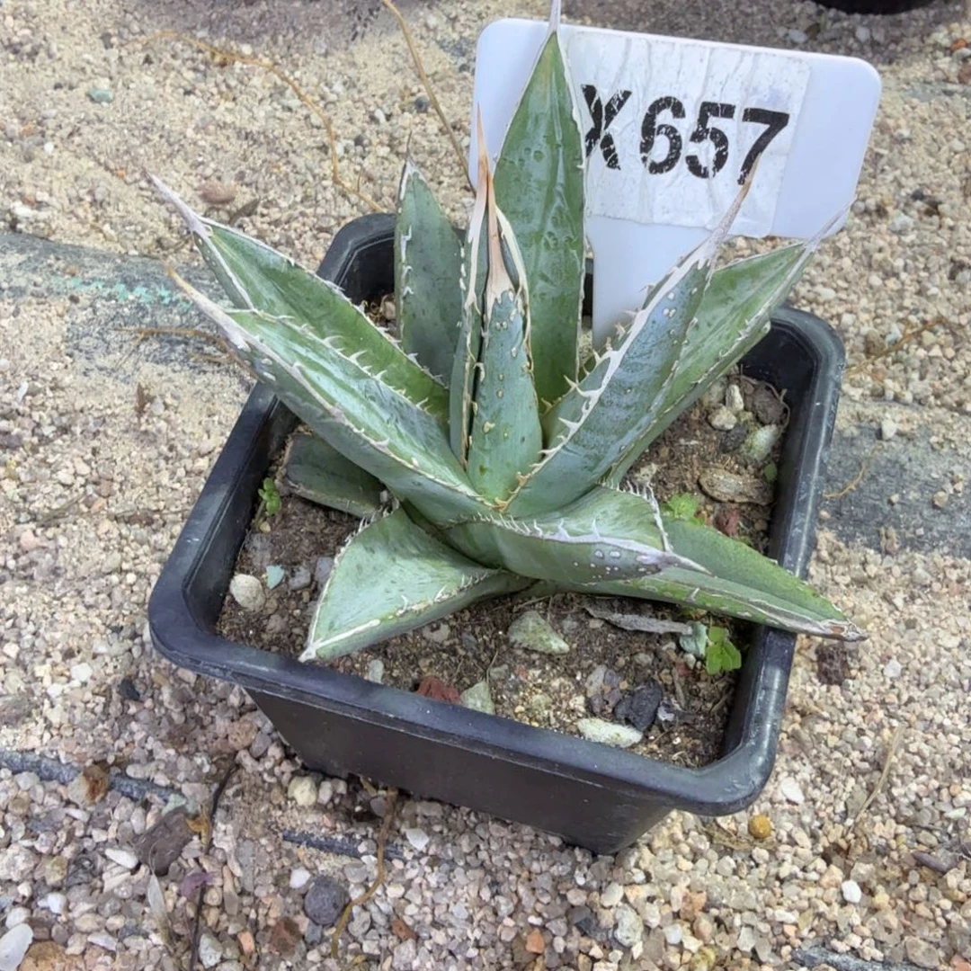 开播福利蓝肌背刺帝斯天脱土发