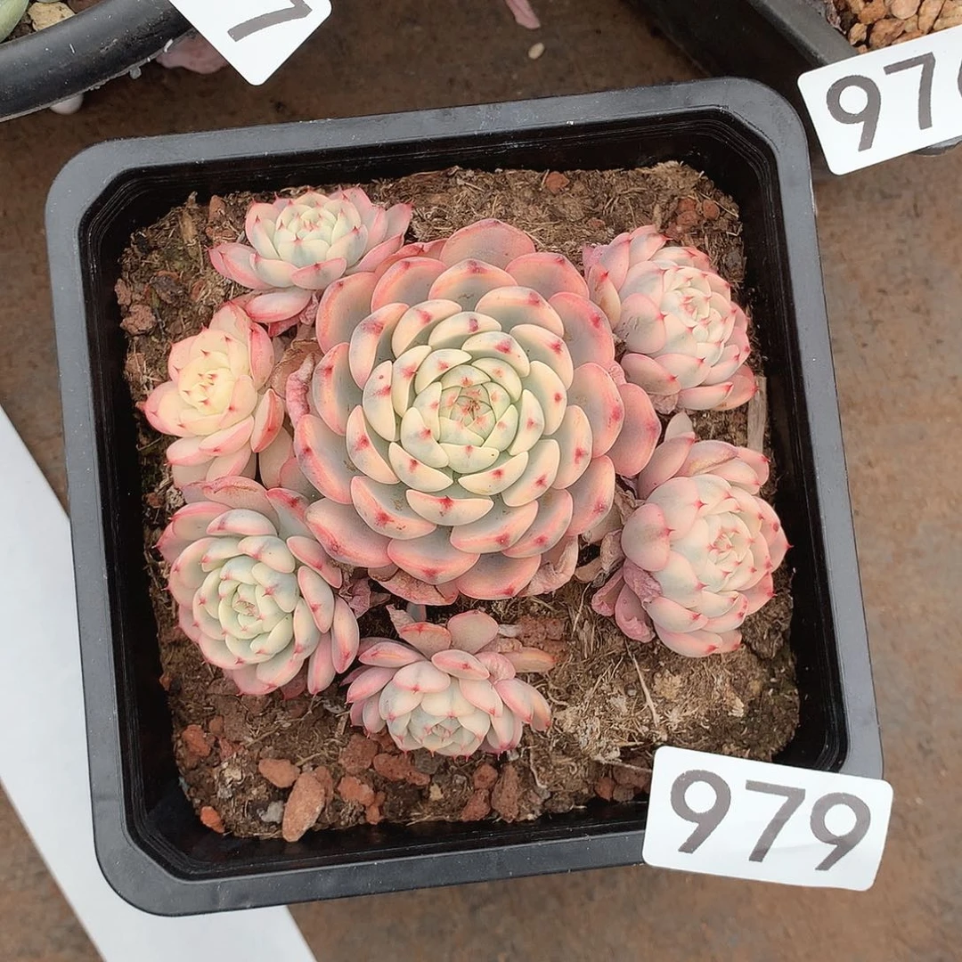 979姬莲锦一物一拍多肉