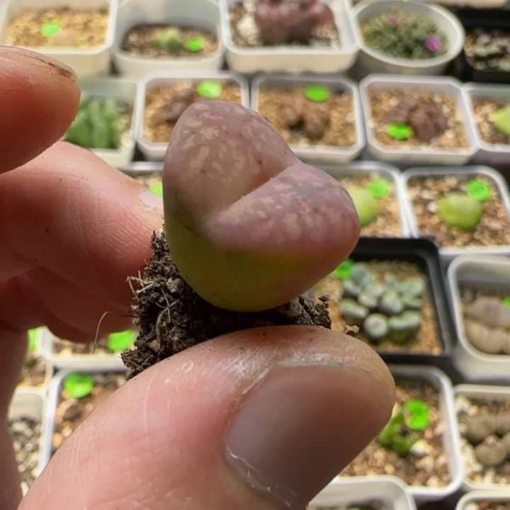 杂交漂亮多肉植物173