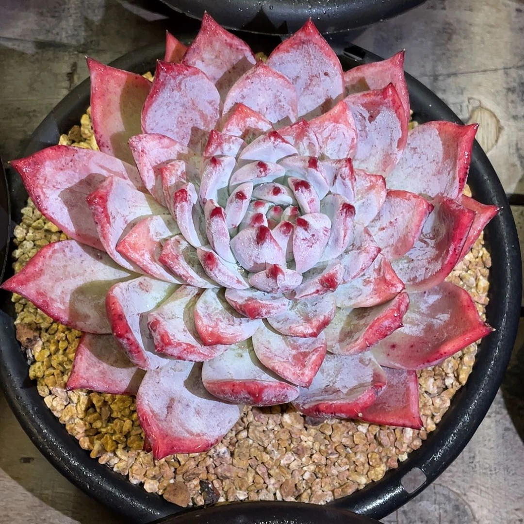 多肉植物一物一拍