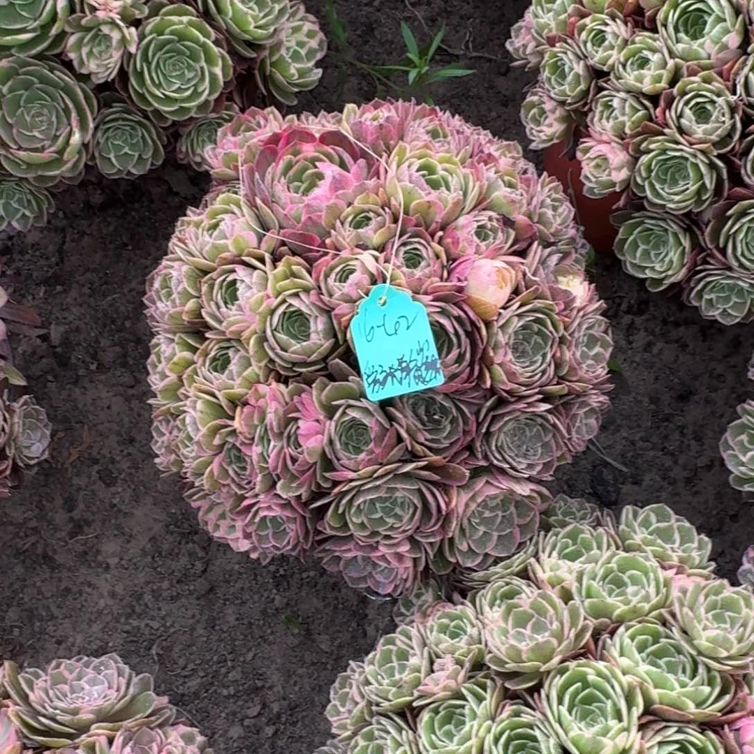 爱***巍法师朱砂醉嫩桩发货特价无售后16-42