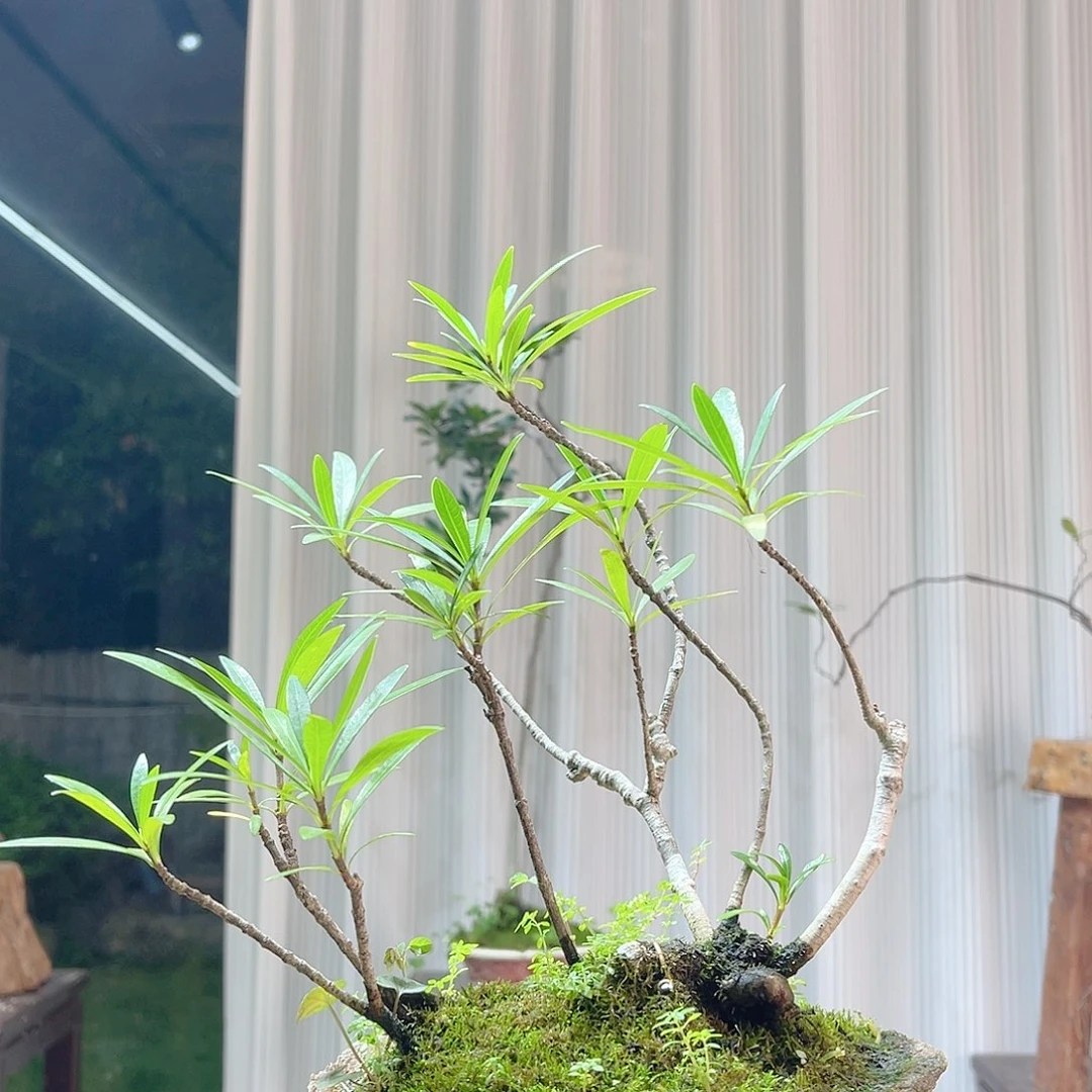 落***风无花朵25447896658888866