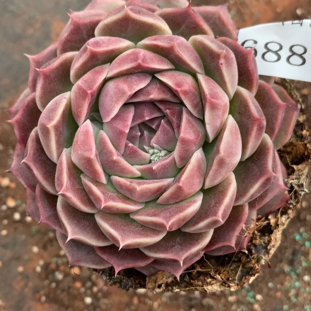 6883杂交多肉植物