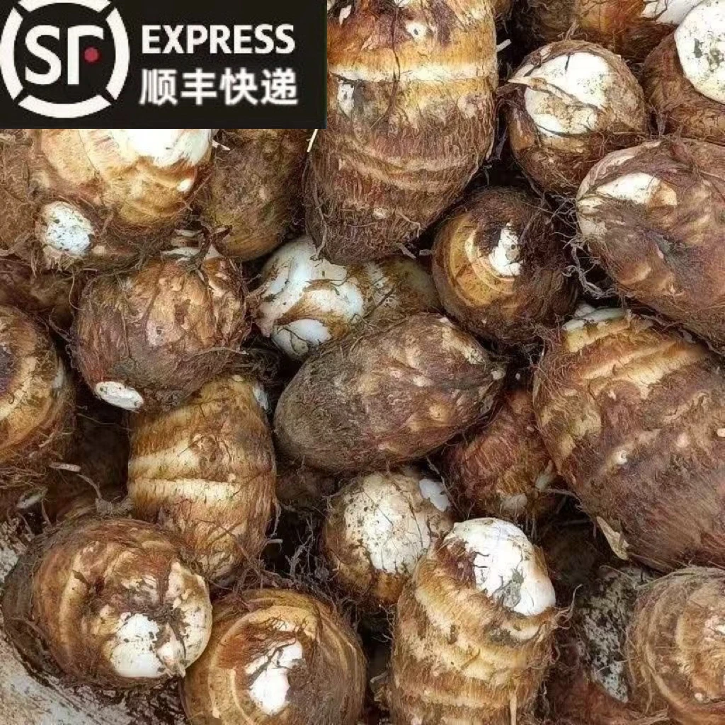 顺丰包邮 溆浦本地新鲜牛奶小芋头软糯粉香现挖当季蔬菜