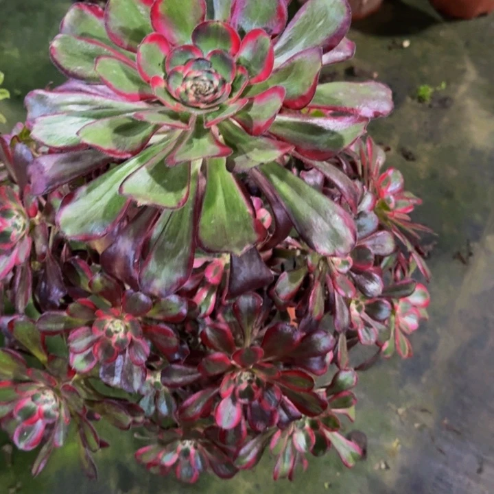 多肉丽娜8700000000