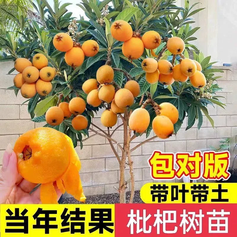 大五星枇杷嫁接琵琶果树特大果苗四川枇杷苗苗木树苗盆栽地栽大树