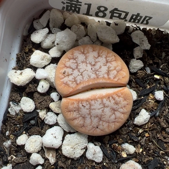 【闪购商品】616。
