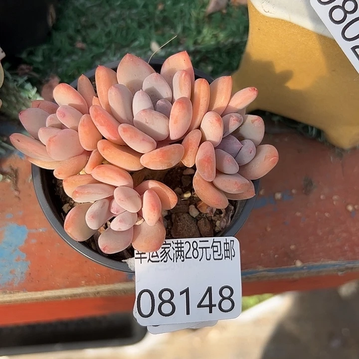 幸运儿是一位非常优秀