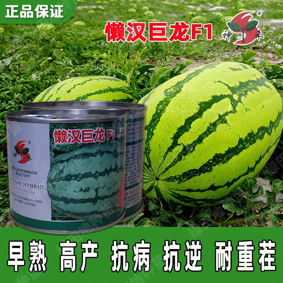 神禾懒汉巨龙F1西瓜种子早熟大果西瓜种籽耐运西瓜种籽水果种子