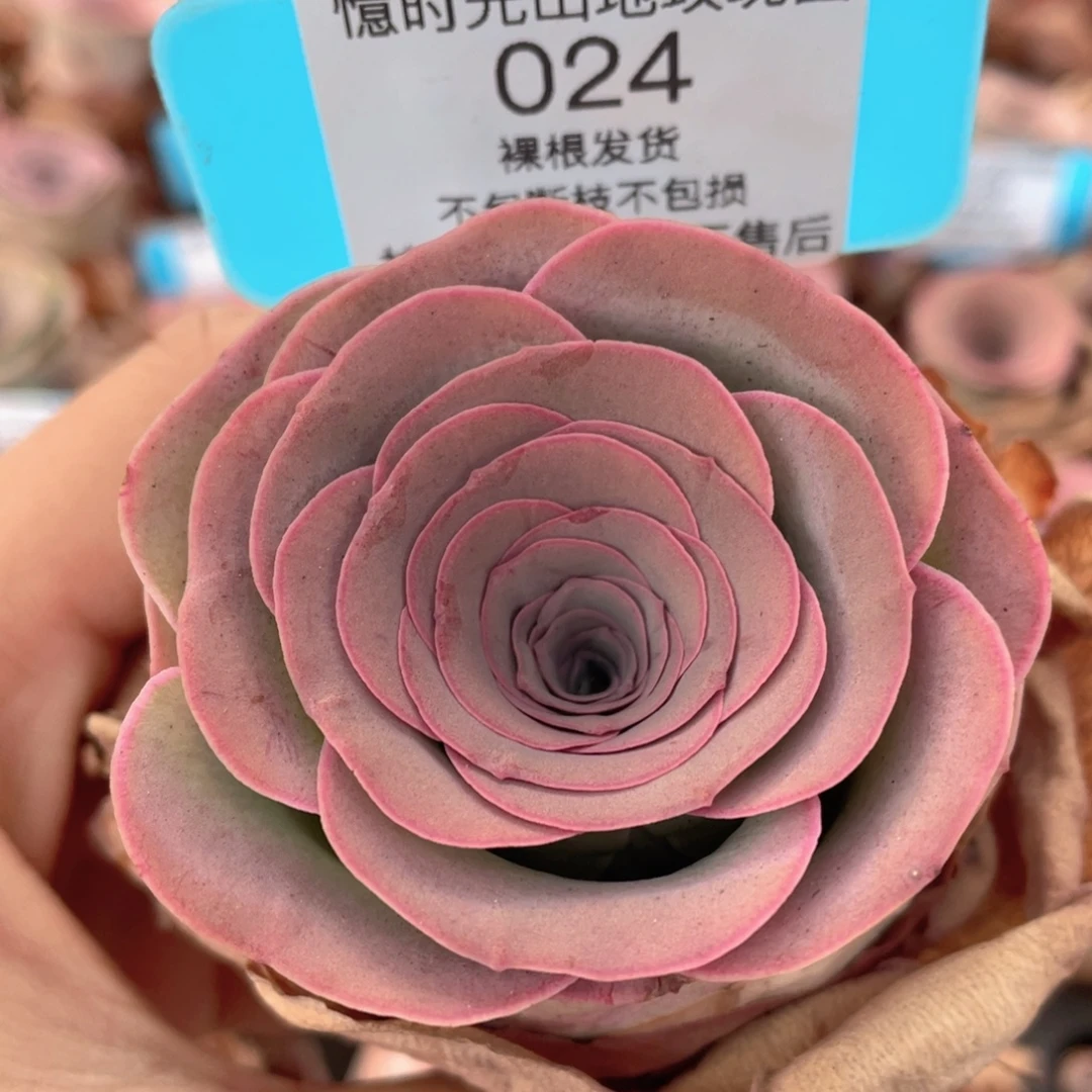 山地玫瑰024裸根发货不售后