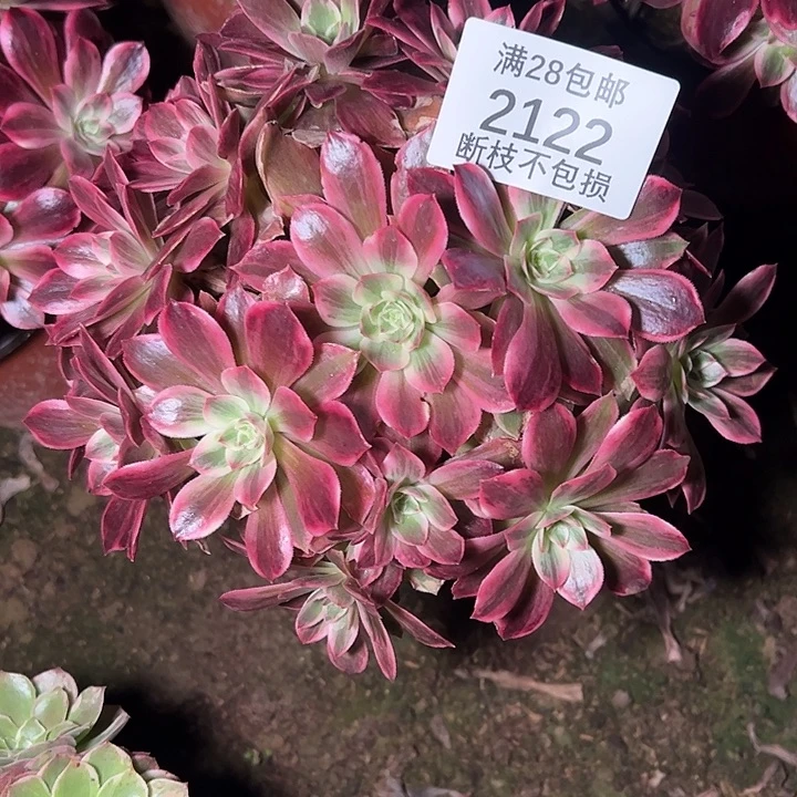 2122浣纱多肉植物