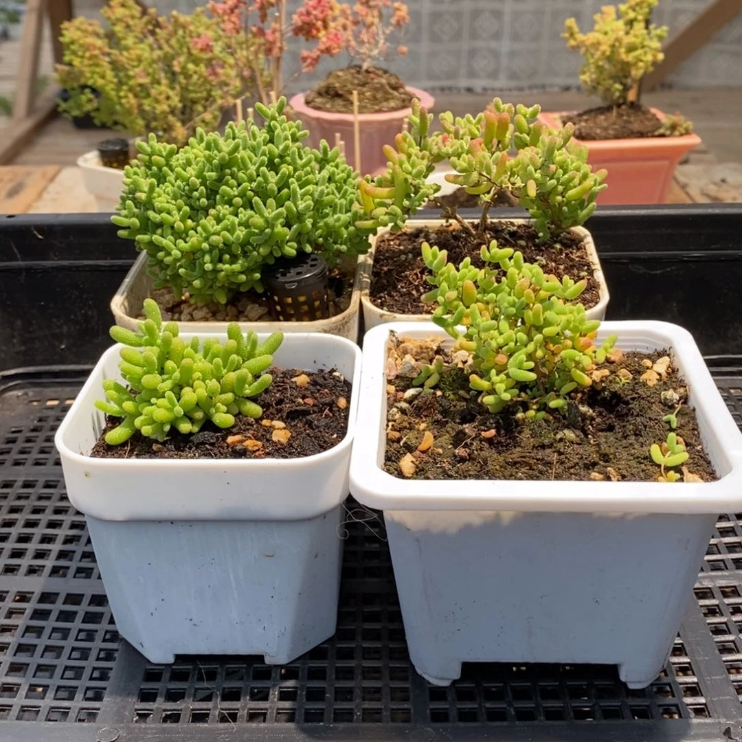 枝干番杏多肉植物806