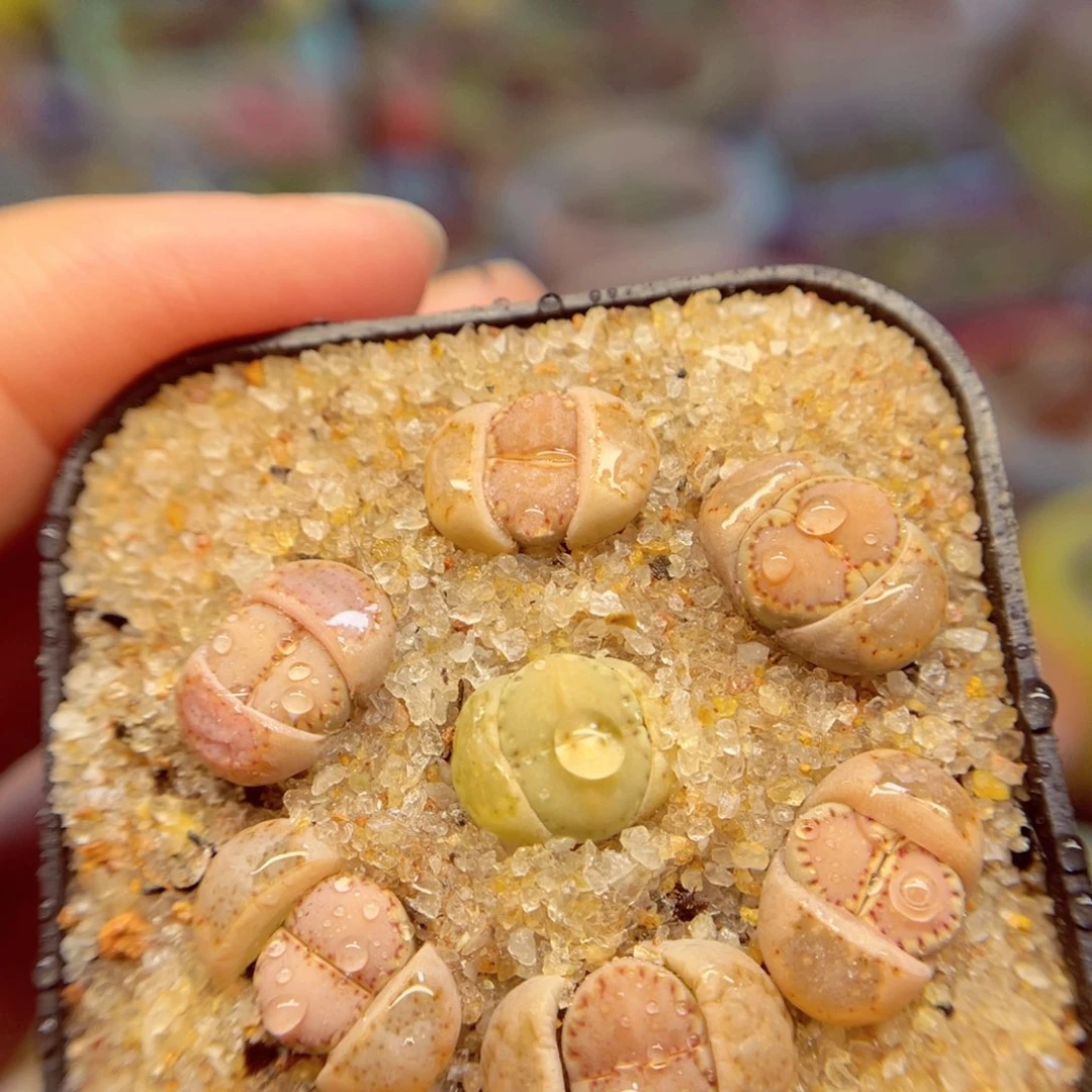 704. 66789755678656884679956