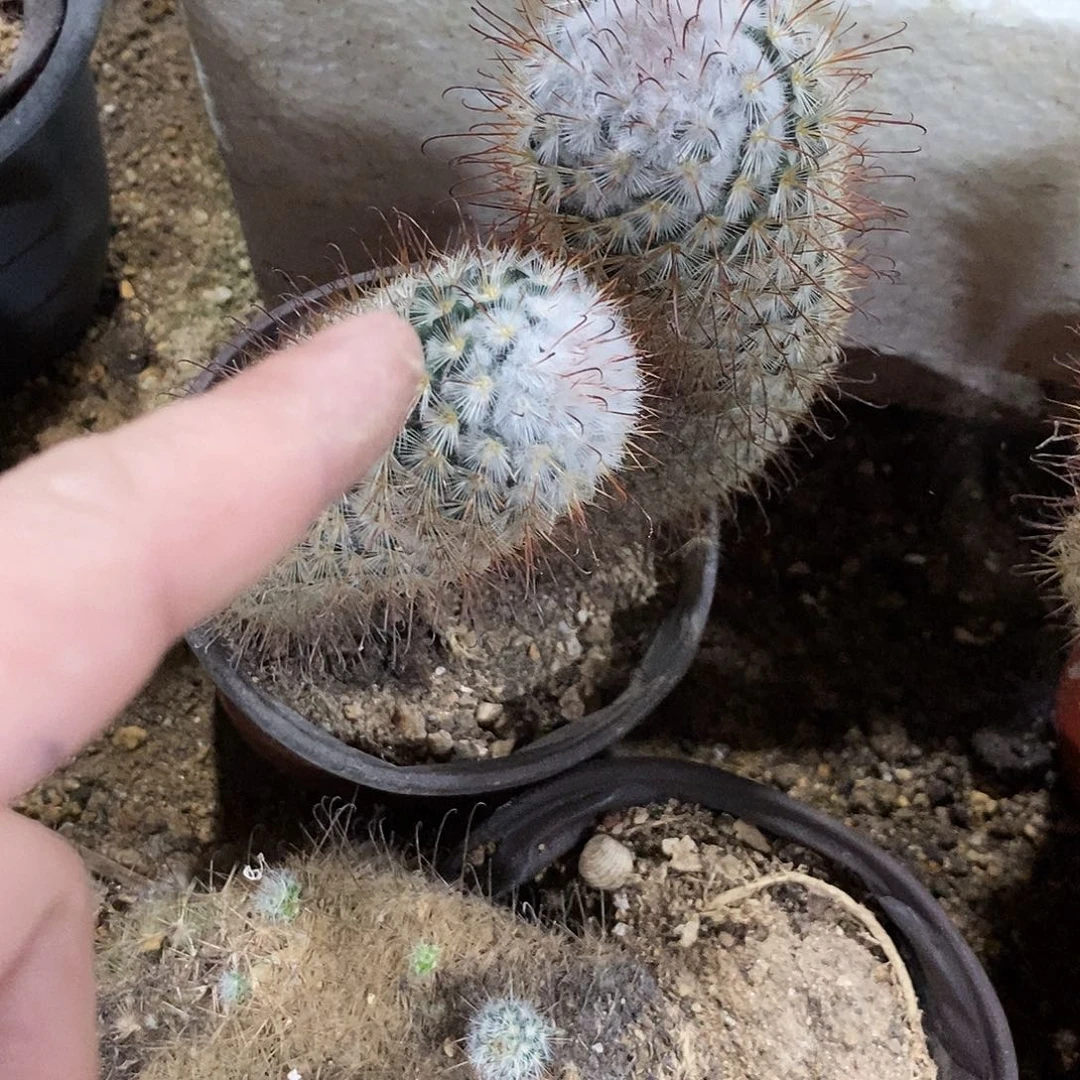 淡***定丰明王一盆。