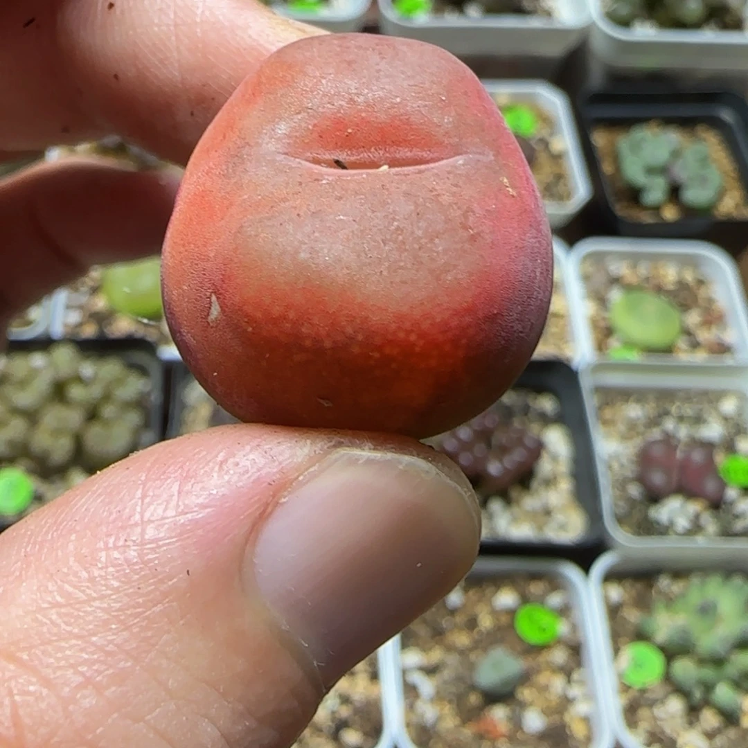 2.5瑕疵多肉植物217