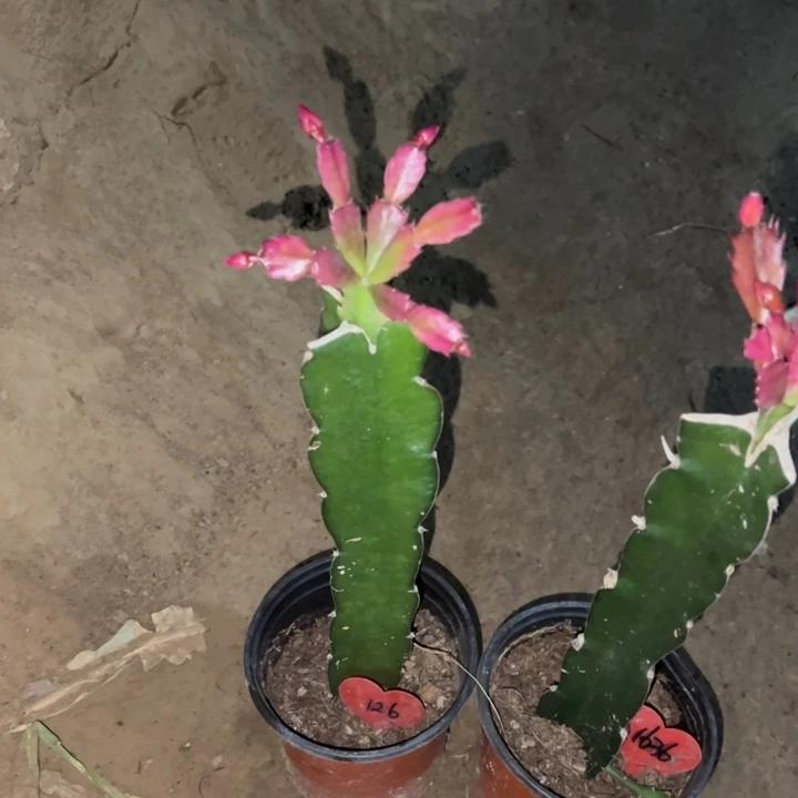 放***情当前无花栽培后可以开花083  126